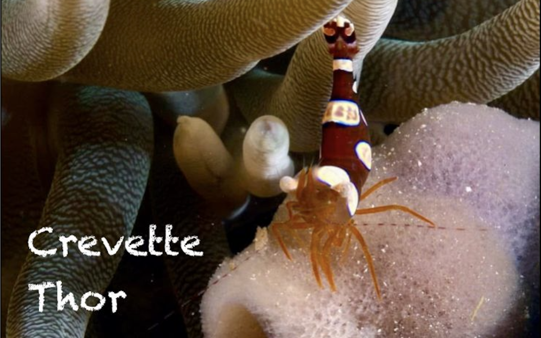 Crevette Thor