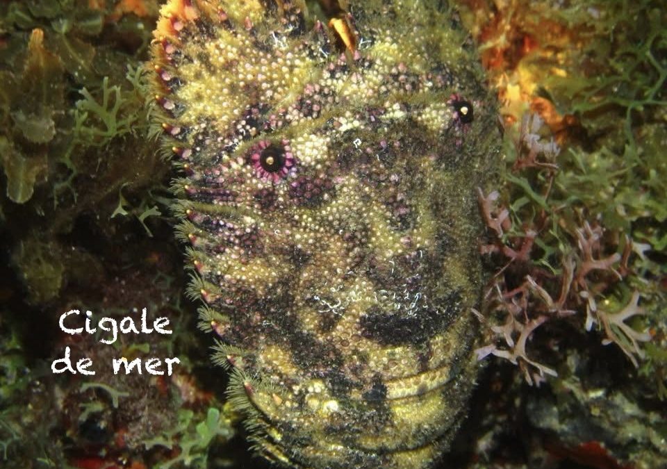 Cigale de mer - EPM