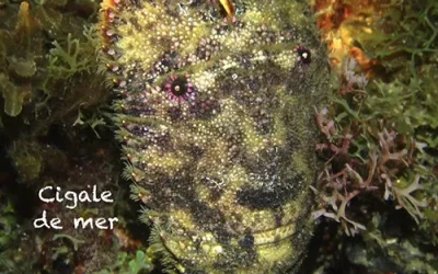 Cigale de mer
