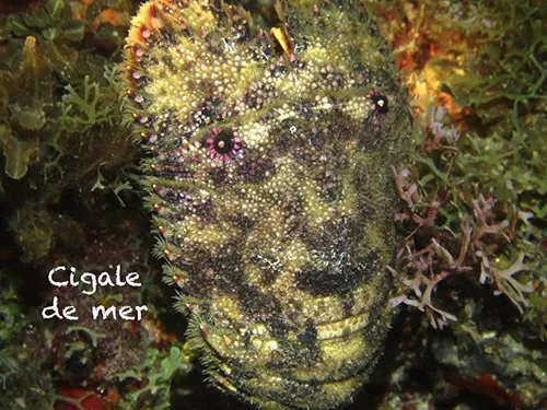 Cigale de mer