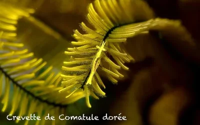 Crevette de Comatule Dorée