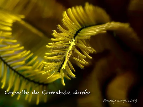 comatule-doree comatule dorée