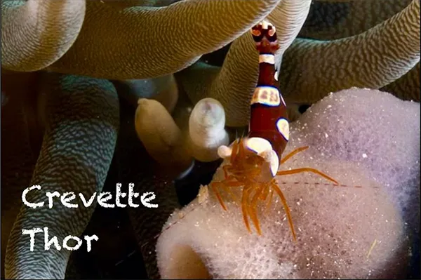 crevette-thor Crevette Thor
