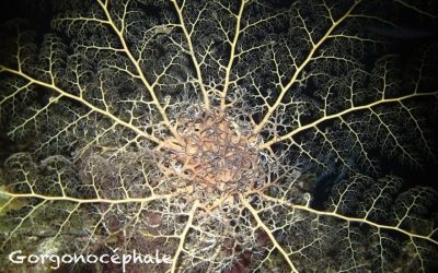 Astrophyton