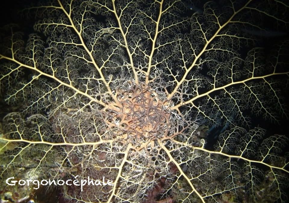Astrophyton