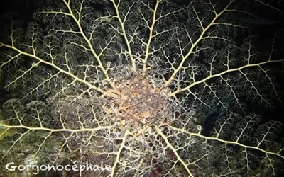Astrophyton