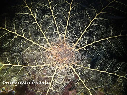 Astrophyton