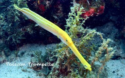 Poisson trompette