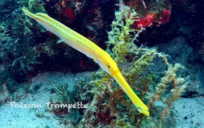 Poisson trompette