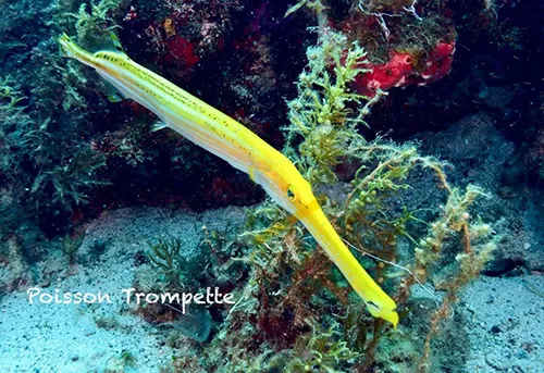 poisson-trompette-converti-depuis-jpg poisson trompette