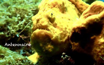 Antennaire