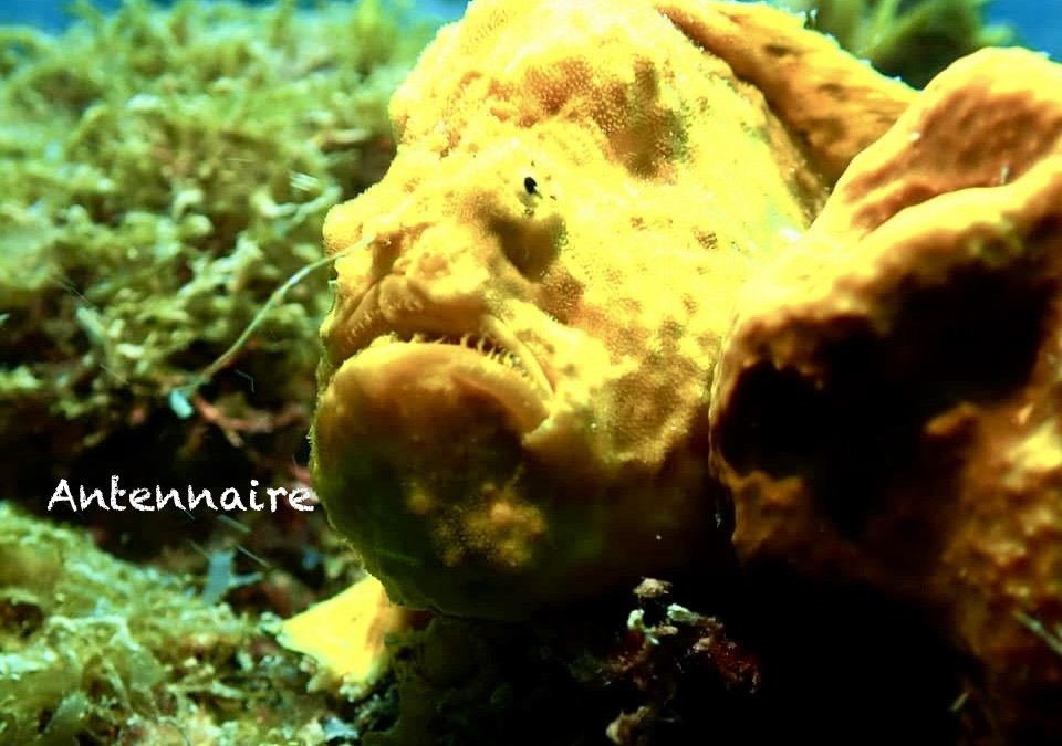 Antennaire