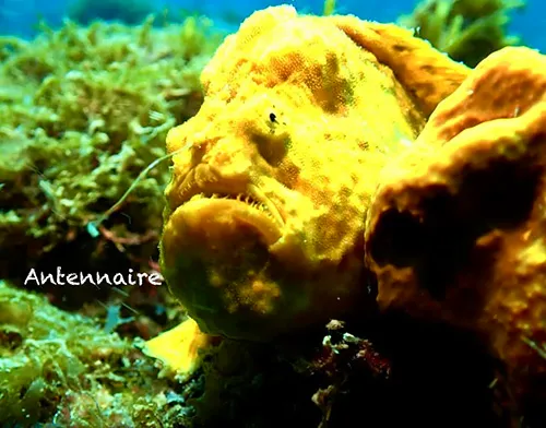 Antennaire