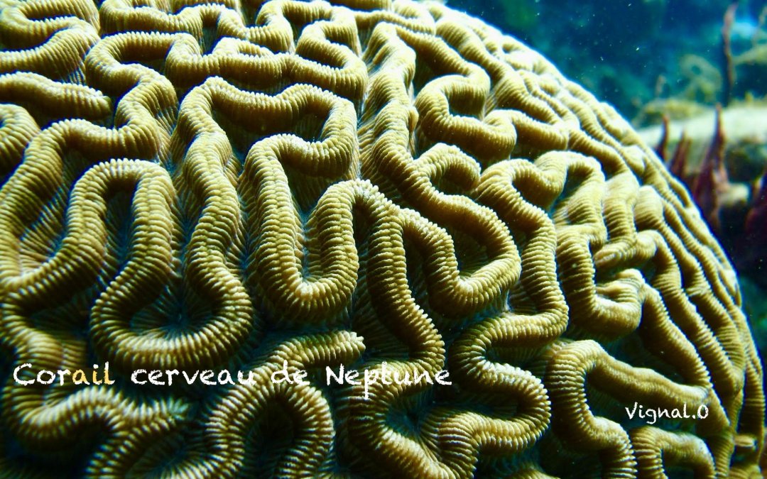 Corail cerveau de Neptune