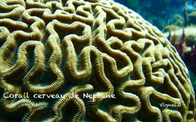 Corail cerveau de Neptune