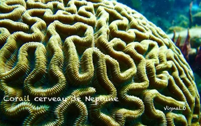 Corail cerveau de Neptune