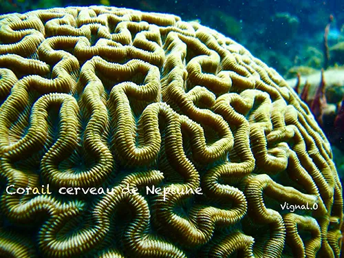Corail cerveau de Neptune