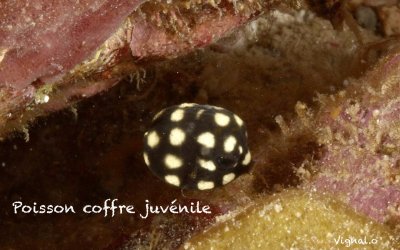 Poisson coffre juvénile