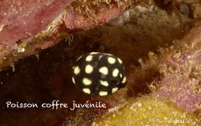 Poisson coffre juvénile