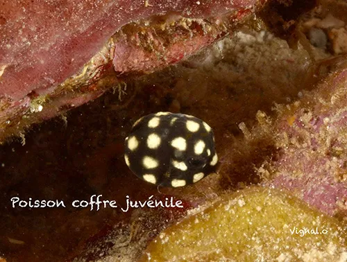 Poisson coffre juvénile