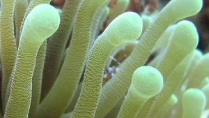 anemone-geante-des-Antilles