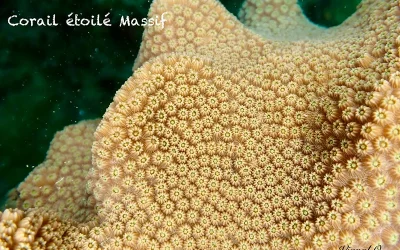 Corail étoilé massif