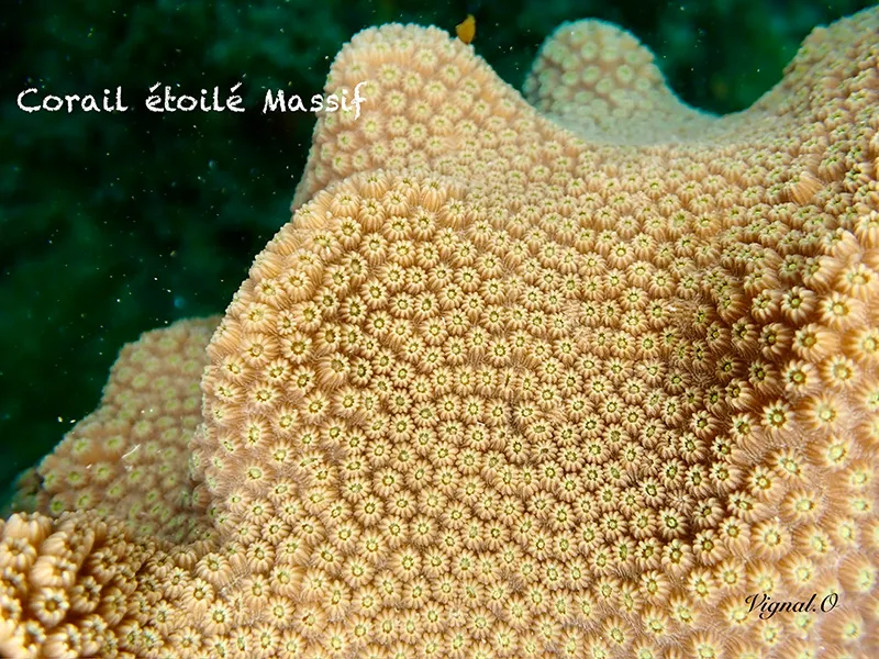 Corail massif étoilé Corail étoilé massif