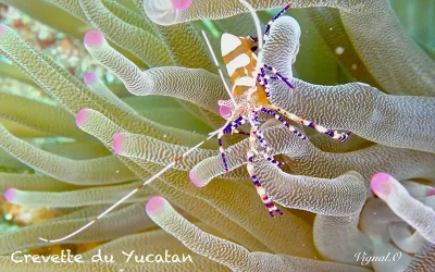 Crevette du Yucatan