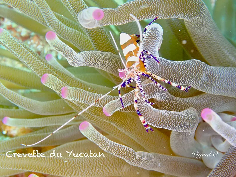 Crevette du Yucatan Crevette du Yucatan
