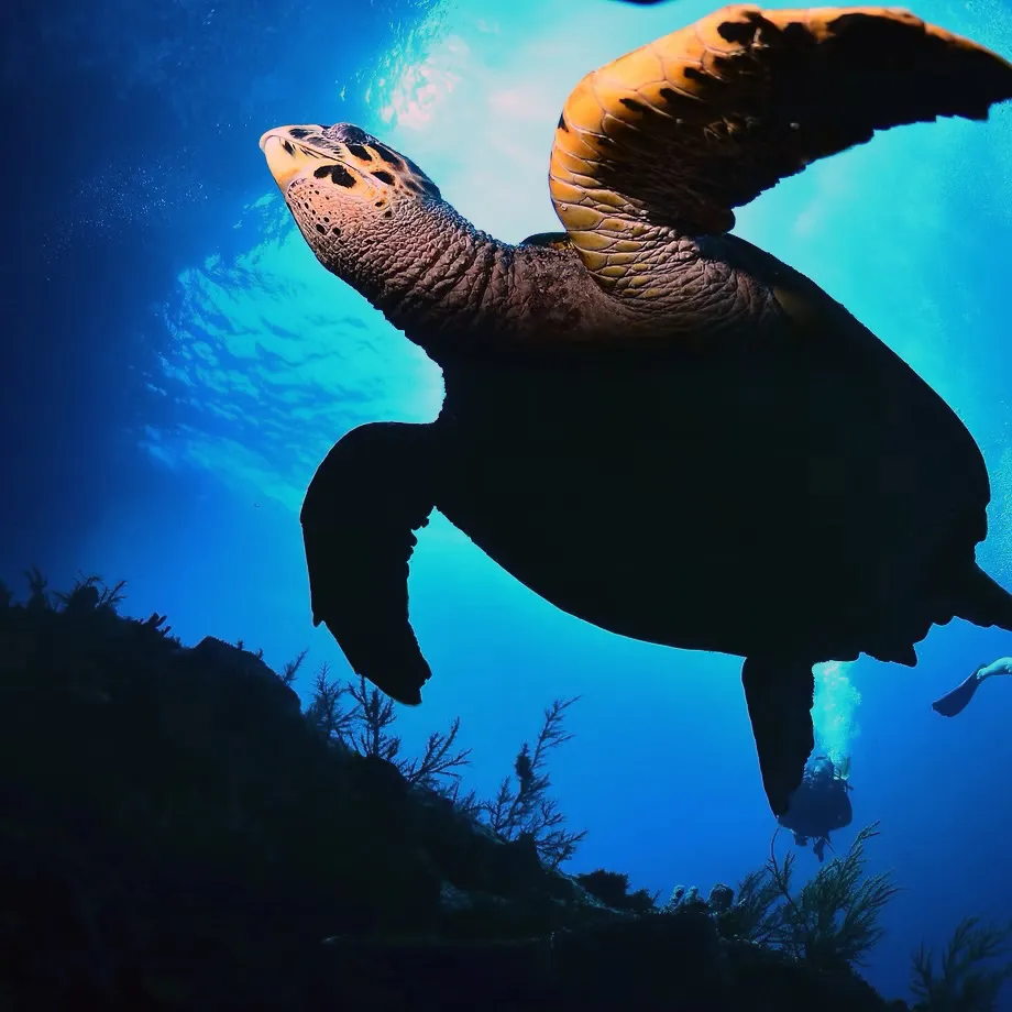 tortue2 tortue2