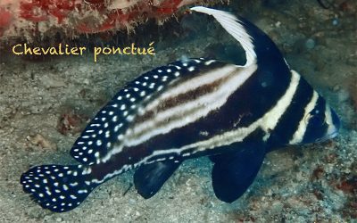 Chevalier ponctué