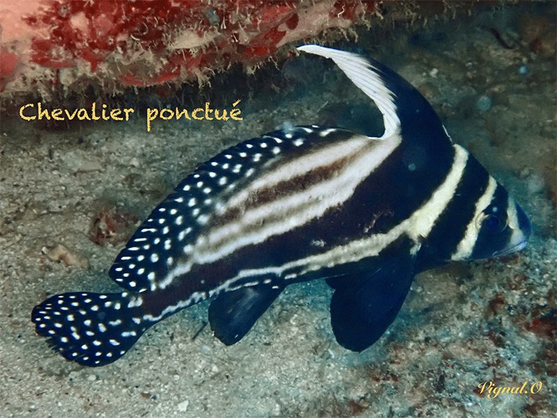 Chevalier-ponctue