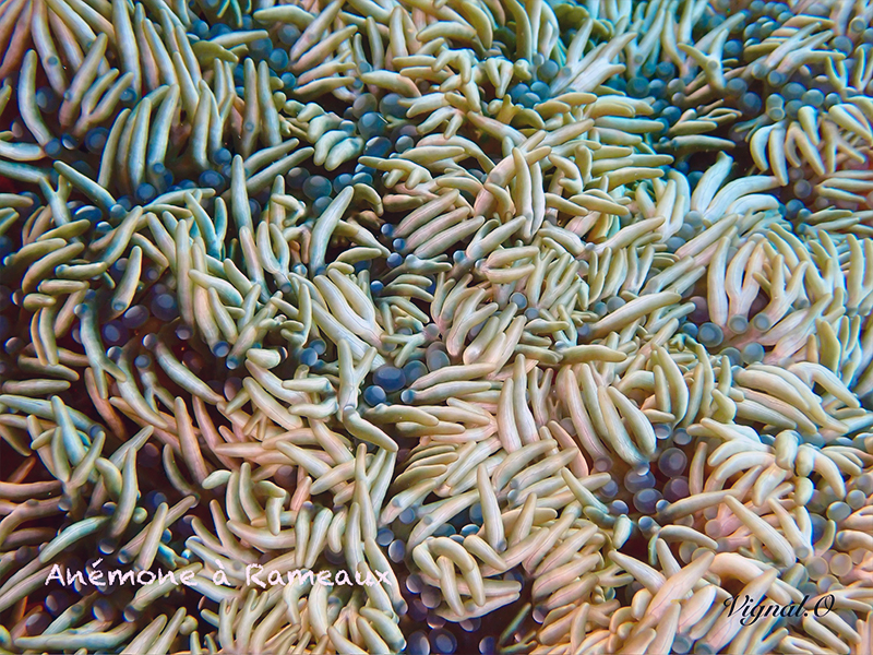 anemone-à-rameaux-