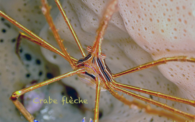 Crabe flêche