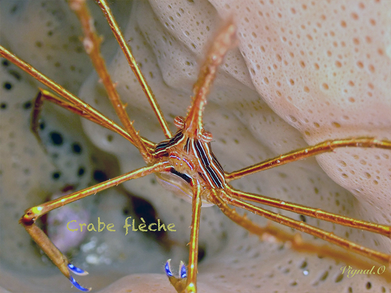crabe-fleche