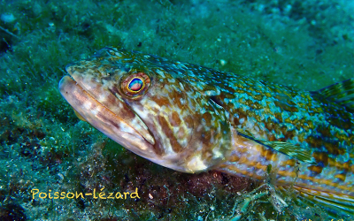 Poisson lézard