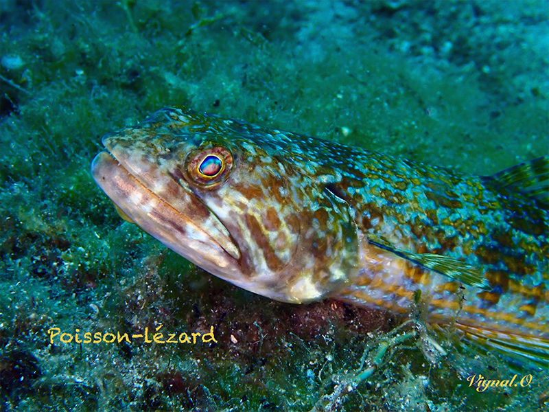poisson-lezard
