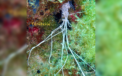 Térébelle