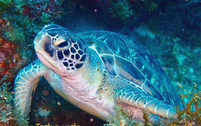 Tortue verte
