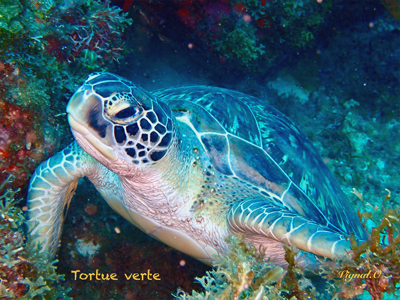 Tortue verte