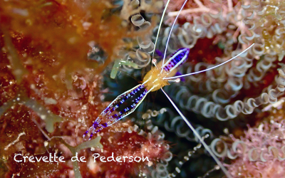Crevette de Pederson