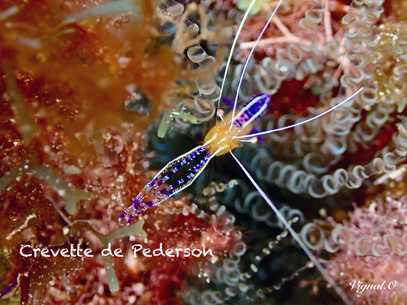 Crevette de Pederson