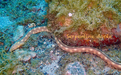Serpentine dorée
